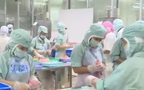 Xuất khẩu cá ngừ tăng trưởng tốt