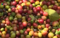 Giá cà phê trong nước thấp kỷ lục