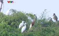 Thời khắc "giao ca" sáng của cò và vạc ở đảo cò Chi Lăng Nam