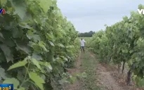 Người trồng nho Pháp với nỗi lo thất thu do thời tiết khắc nghiệt