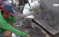 ĐBSCL: Chuột đồng bán được giá cao
