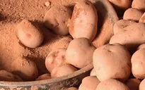 Phát hiện thêm cơ sở trộn đất đỏ để mạo danh khoai tây Đà Lạt