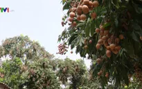Xúc tiến tiêu thụ nhãn tại Hà Nội