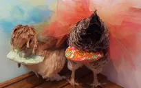 Phất lên nhờ sản xuất tã bỉm cho... gà