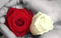 Ý nghĩa bông hồng cài áo mùa Vu Lan