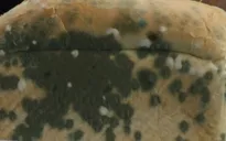 Cảnh giác với những thực phẩm bị nấm mốc trong ngày Tết