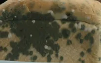 Nấm mốc – mối hiểm họa với sức khỏe