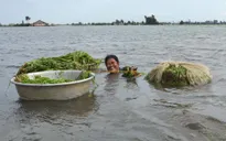 Cực nhọc mưu sinh trên đồng mùa nước nổi