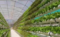 Nâng cao tính chuyên nghiệp cho du lịch canh nông