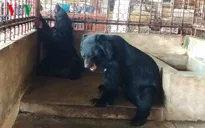 Một hộ dân tự nguyện bàn giao 5 cá thể gấu ngựa