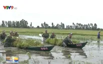 Bộ đội Biên phòng Kiên Giang giúp dân thu hoạch lúa chạy lũ