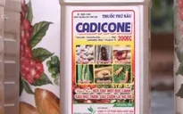 Mập mờ trong hỗ trợ nông dân trồng điều: Hỗ trợ cho xong