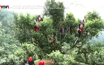 Chuyện nhà nông với nông nghiệp: Chuyện về cây chè shan tuyết cổ thụ ở Hoàng Su Phì