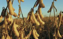 Nông dân Mỹ tích trữ đậu nành chờ hạ nhiệt căng thẳng Mỹ-Trung