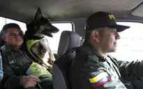 Colombia: Băng đảng ma túy treo thưởng để truy giết chó nghiệp vụ