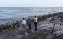 Khẩn cấp cứu hộ đê biển Tây tỉnh Cà Mau