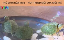 Nở rộ trào lưu mua bán rùa tai đỏ trên mạng xã hội