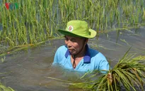 Hàng trăm ha lúa ở An Giang chìm trong nước lũ