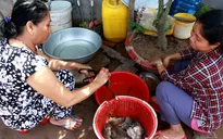 Sôi động mua bán chuột đồng mùa lũ