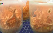 Bát nháo thị trường đông trùng hạ thảo