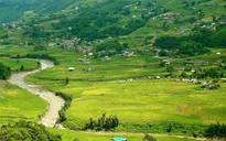 Xách ba lô lên và săn mùa vàng tháng 9 ở Sa Pa