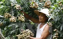 Xúc tiến tiêu thụ nhãn lồng Hưng Yên