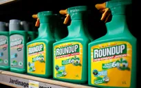 Tranh cãi về thuốc diệt cỏ Glyphosate