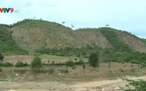 Gia tăng lũ lụt do khai thác trắng rừng trồng