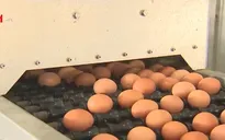 Giá trứng gà tăng kỷ lục