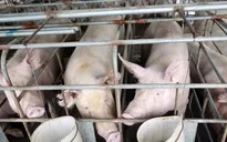 Trung Quốc triển khai nhiều biện pháp ngăn dịch cúm lợn châu Phi