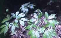Tràn lan sâm Ngọc Linh giả trên thị trường