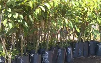 Giá cây giống sầu riêng cao kỷ lục