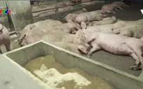 Phòng chống dịch tả lợn lây lan ở châu Á