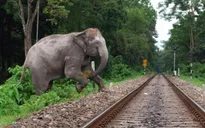 Ấn Độ phát tiếng ong kêu đuổi voi khỏi đường tàu