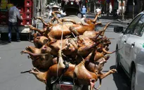 Hà Nội: Tuyên truyền để người dân bỏ thói quen ăn thịt chó, mèo