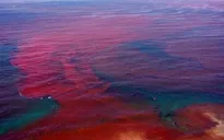 Thủy triều đỏ đe dọa biển Florida, Mỹ