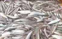 Ngư dân Bình Thuận mất mùa cá cơm