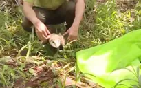 Hậu Giang: Thả động vật quý hiếm về khu bảo tồn thiên nhiên