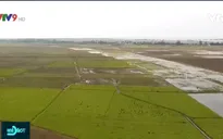 Triển khai xả lũ để lấy phù sa và giảm áp lực nước lên các đê bao