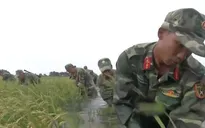 Bộ đội Kiên Giang nỗ lực giúp dân cứu lúa chạy lũ