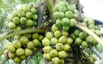 Cách phân biệt dừa dứa và dừa xiêm xanh