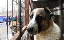 Hạ viện Mỹ thông qua dự luật cấm ăn thịt chó mèo