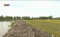 Nước lũ uy hiếp hàng nghìn ha lúa tại Đồng Tháp