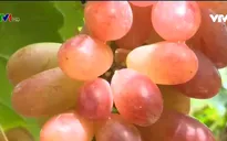 Nho ba màu hấp dẫn người tiêu dùng