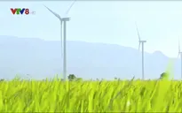 Ninh Thuận xử lý các dự án điện gió chậm tiến độ