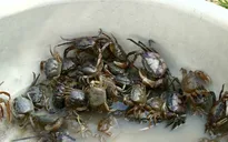 Các bài thuốc có cua đồng trong y học dân gian