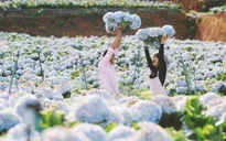 Vườn cẩm tú cầu đẹp ngất ngây khiến ai cũng muốn đến Đà Lạt check-in ngay