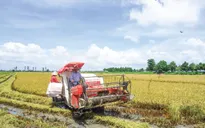Hiệu quả từ liên kết trong sản xuất lúa gạo