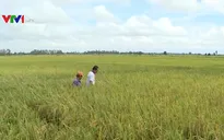 Sản xuất lúa gạo theo mô hình "Ruộng nhà mình"