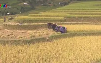 Ngắm mùa vàng tuyệt đẹp ở Mù Cang Chải, Yên Bái